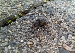 Otiorhynchus sulcatus