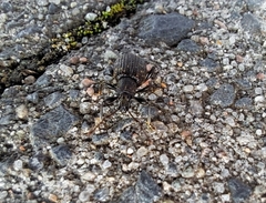 Otiorhynchus sulcatus