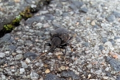 Otiorhynchus sulcatus
