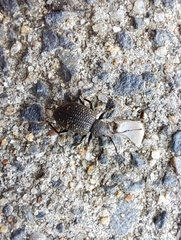 Otiorhynchus sulcatus
