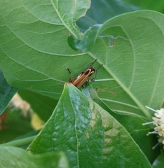 Chauliognathus marginatus