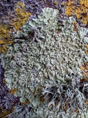 Flavoparmelia soredians