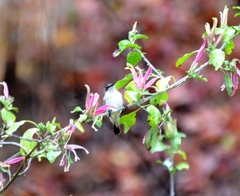 Anthreptes longuemarei