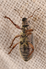 Pachyrhinus elegans