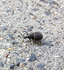 Otiorhynchus sulcatus
