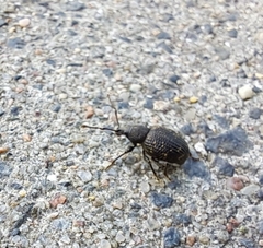 Otiorhynchus sulcatus
