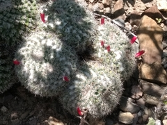 Mammillaria parkinsonii