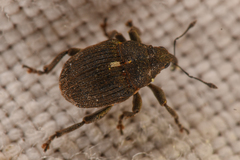 Glocianus
