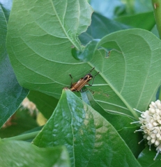 Chauliognathus marginatus