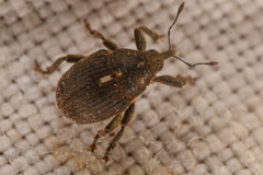 Glocianus
