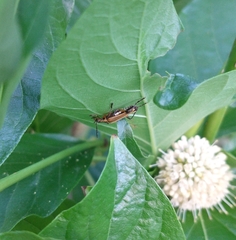 Chauliognathus marginatus