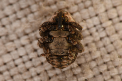 Glocianus
