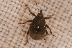 Glocianus