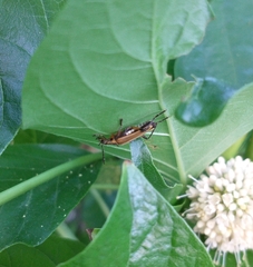 Chauliognathus marginatus
