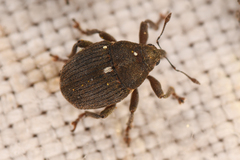 Glocianus