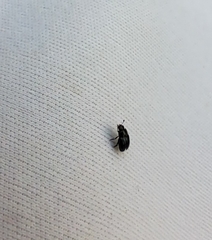 Brassicogethes aeneus