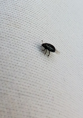 Brassicogethes aeneus