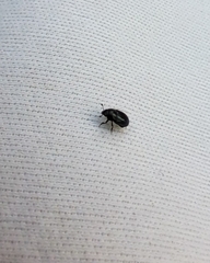 Brassicogethes aeneus