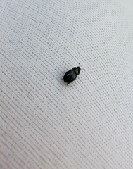 Brassicogethes aeneus