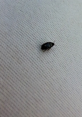 Brassicogethes aeneus