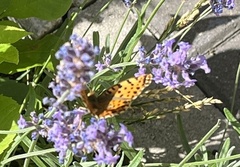 Issoria lathonia