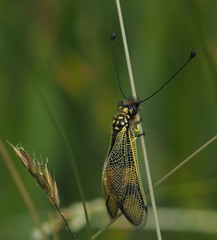 Libelloides longicornis