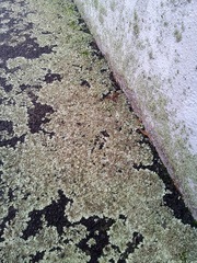 Xanthoparmelia scabrosa