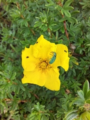 Polydrusus formosus