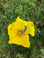 Polydrusus formosus