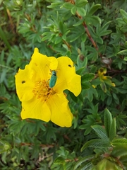 Polydrusus formosus