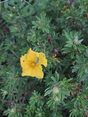 Polydrusus formosus