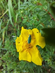 Polydrusus formosus