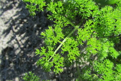 Annesorhiza macrocarpa
