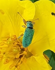 Polydrusus formosus