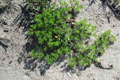 Annesorhiza macrocarpa