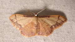 Idaea ostrinaria