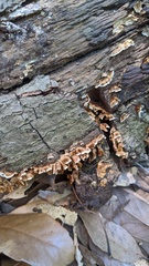 Xylobolus spectabilis