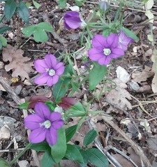 Legousia speculum-veneris
