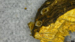 Xylobolus spectabilis