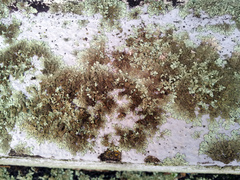 Xanthoparmelia scabrosa