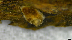 Xylobolus spectabilis