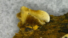 Xylobolus spectabilis