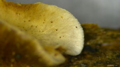 Xylobolus spectabilis