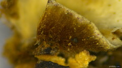 Xylobolus spectabilis