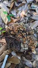 Xylobolus spectabilis