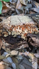 Xylobolus spectabilis