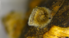 Xylobolus spectabilis