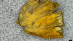 Xylobolus spectabilis