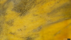 Xylobolus spectabilis