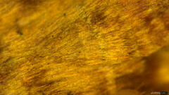 Xylobolus spectabilis